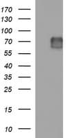 MAdCAM-1 Antibody (clone OTI1A5, Carrier-free)