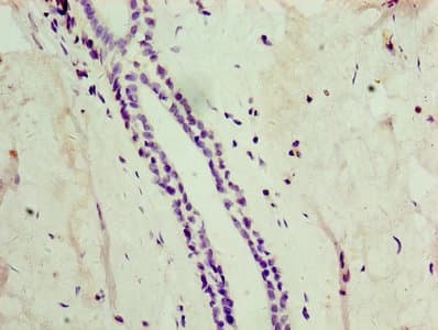 AUTL1 / ATG4C Antibody (aa259-458)