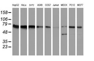 FMR1 / FMRP Antibody (clone OTI1C6)