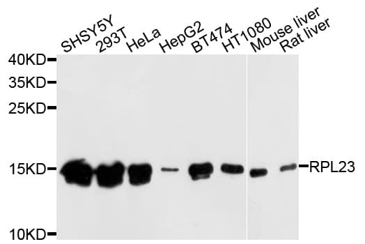 RPL23 / Ribosomal Protein L23 Antibody