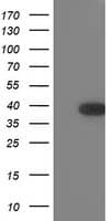 TOMM34 Antibody (clone OTI2A6)