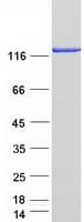 Human MICALL1 / MICAL-L1 Protein (Recombinant Myc-DDK (Flag))