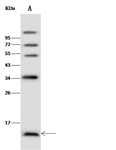 NDP Antibody (Preservative Free)