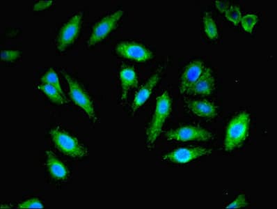 PEX11B Antibody