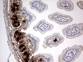 Monoclonal Mouse BrdU Antibody (clone 7H4, IHC, IF)
