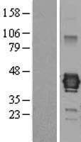 JAM3 Protein (Over-Expression Lysate Myc-DDK (Flag))