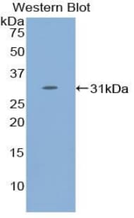 STAT4 Antibody (aa505-737)