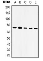 PathPlus™ HSPA9 / Mortalin / GRP75 Antibody (C-Terminus)