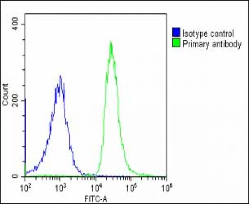 SHC2 / SLI Antibody (N-Terminus)