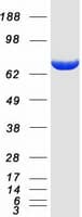 Human THOP1 / Thimet Oligopeptidase Protein (Recombinant Myc-DDK (Flag))