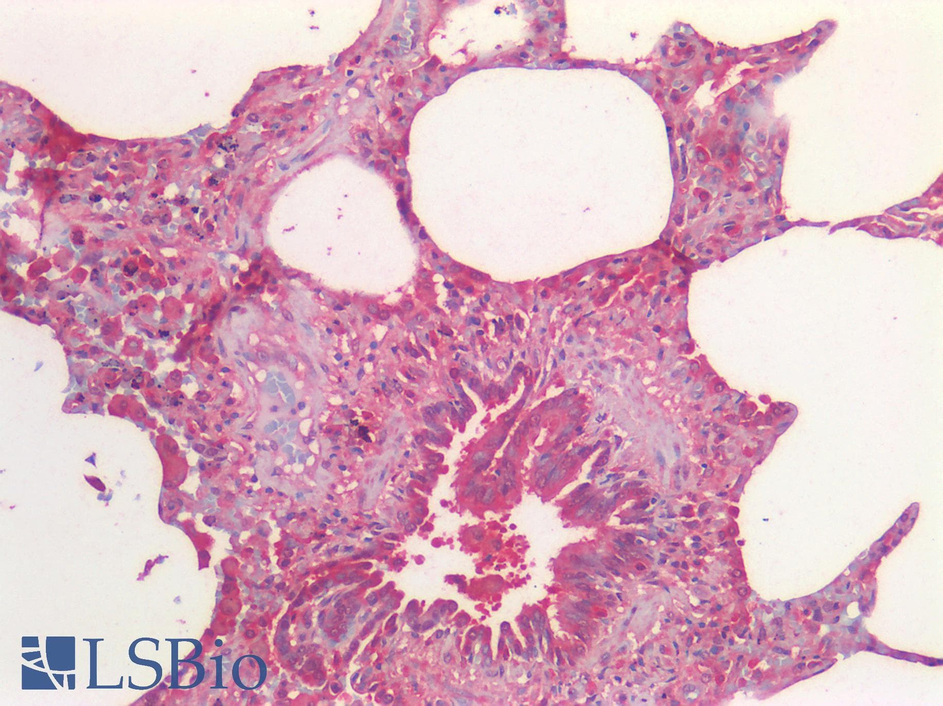 IHC-plus™ BMP4 Antibody