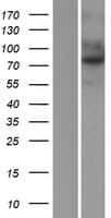 TEM1 / CD248 Protein (Over-Expression Lysate Myc-DDK (Flag))