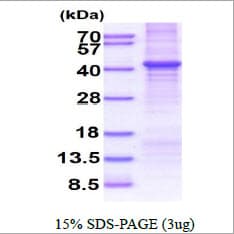 Human CNTFR Protein (Recombinant His)
