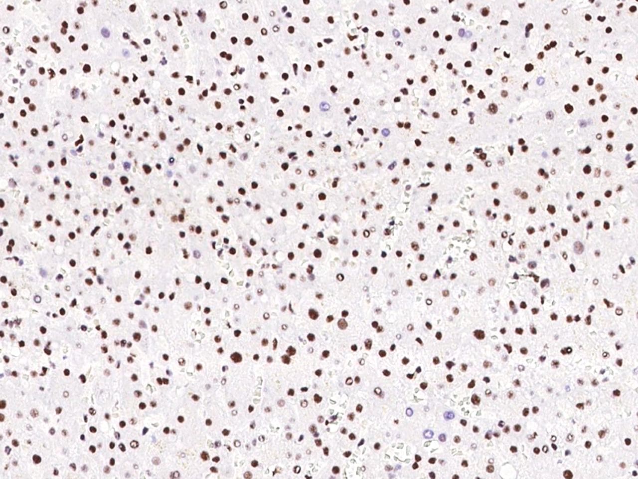 PPIG / Cyclophilin G Antibody