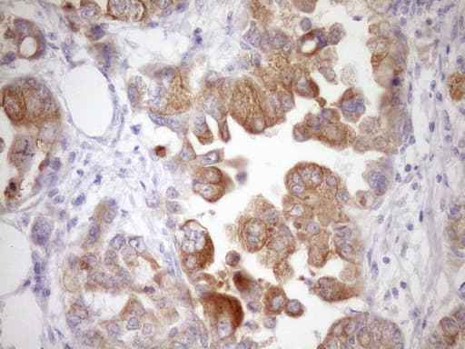 WIBG Antibody (clone OTI1E10, Carrier-free)