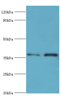 Polyclonal Rabbit anti-Human AKR1C4 / Chlordecone Reductase Antibody (aa1-323, IHC, WB)