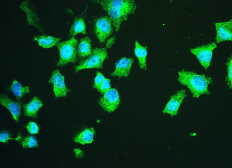 HSPA2 Antibody