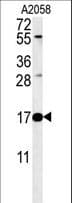 RNASEK Antibody (aa26-55)