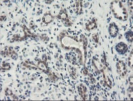 Monoclonal Mouse anti-Human DPH2 Antibody (clone OTI1A12, IHC, WB)