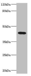 HAUS4 Antibody (aa1-363)