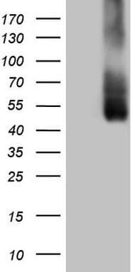CD275 / B7-H2 / ICOS Ligand Antibody (clone OTI1B8, Carrier-free)