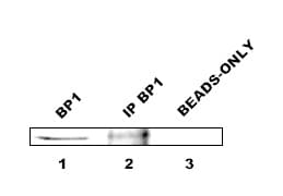 BP1 / DLX4 Antibody (aa1-60, Biotin)
