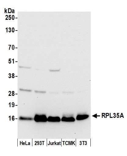 L35A / RPL35A Antibody (aa60-110)