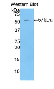 NAGLU Antibody (aa449-709)