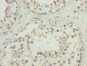 C10orf91 Antibody