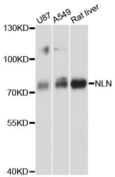 NLN / Neurolysin Antibody