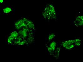 KIND2 / FERMT2 Antibody (clone 25A4, Carrier-free)