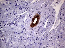 GSTP1 / GST Pi Antibody (clone OTI4B6, Carrier-free)