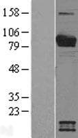 Human VWA5A Protein (Over-Expression Lysate Myc-DDK (Flag))