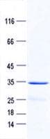 Human CD24 Protein (Recombinant GST, N-terminus + His, C-terminus)