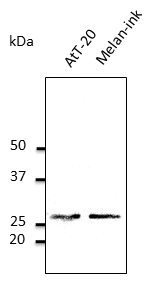 IHC-plus™ Polyclonal Goat anti-Mouse RAB27A / RAB27 Antibody (C-Terminus, IHC, IF, WB)