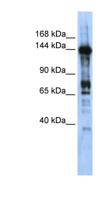 CASZ1 Antibody (aa900-949)