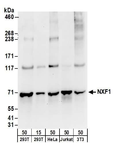 FAM120A Antibody (aa1068-1118)