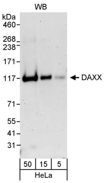 DAXX Antibody (aa466-516)