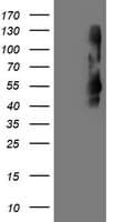 TMEFF2 Antibody (clone OTI1B4)