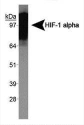 HIF1A / HIF1 Alpha Antibody (Exon 10)