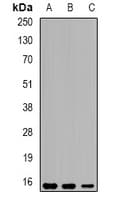 SPINLW1 / EPPIN Antibody