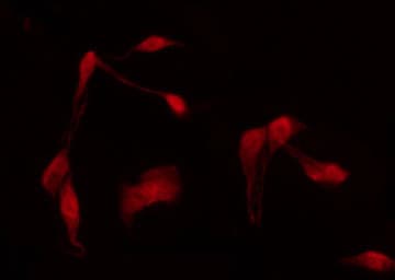 DDIT3 / CHOP Antibody