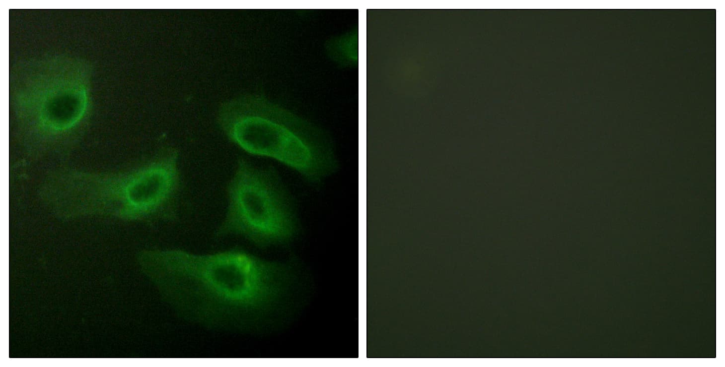 CASP9 / Caspase 9 Antibody (aa162-211)
