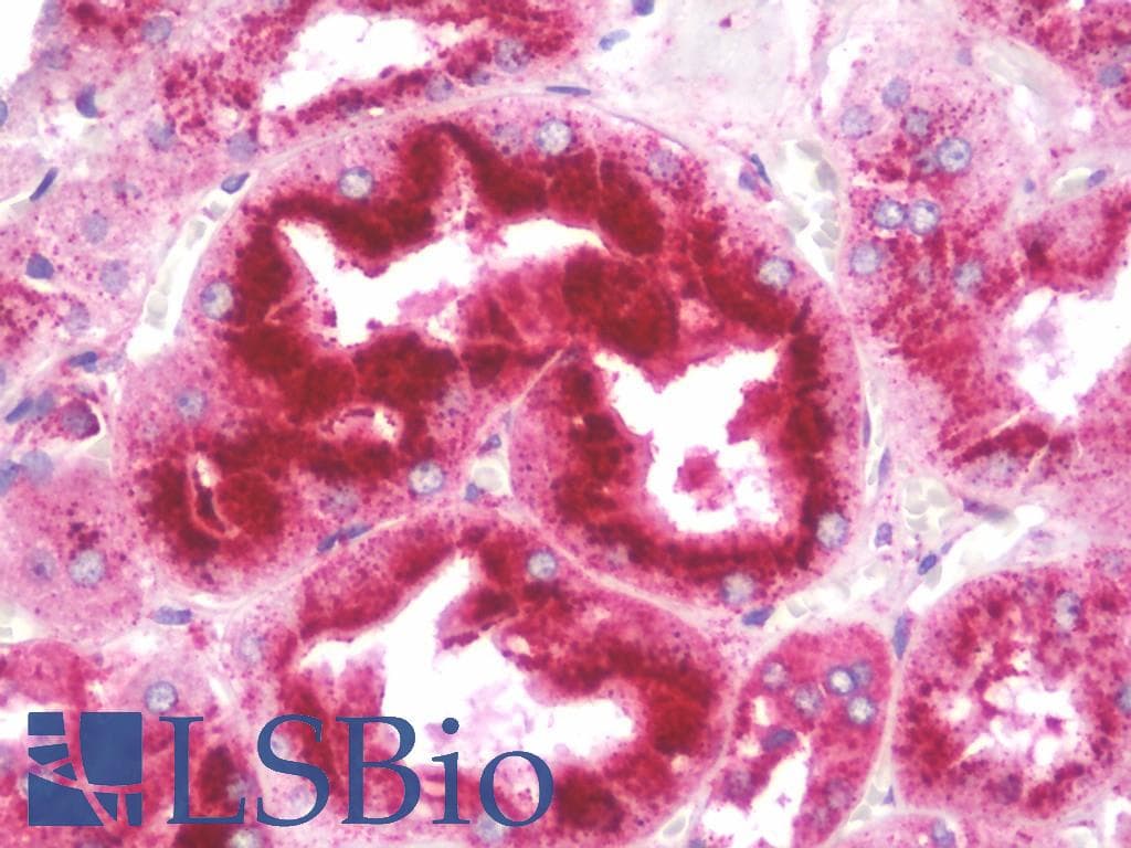 IHC-plus™ LAMP2 / CD107b Antibody