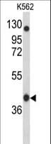 APOBEC3F / ARP8 Antibody (aa22-48)