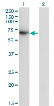 Monoclonal Mouse anti-Human TFCP2 / CP2 Antibody (clone 3H6, WB)