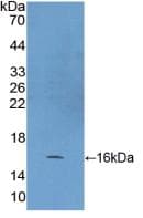 HSPE1 / HSP10 / Chaperonin 10 Antibody (aa2-102)
