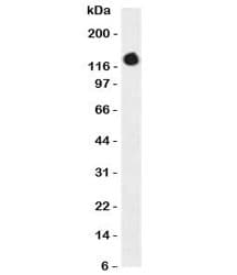 ICAM3 / CD50 Antibody (clone CDLA50-1)