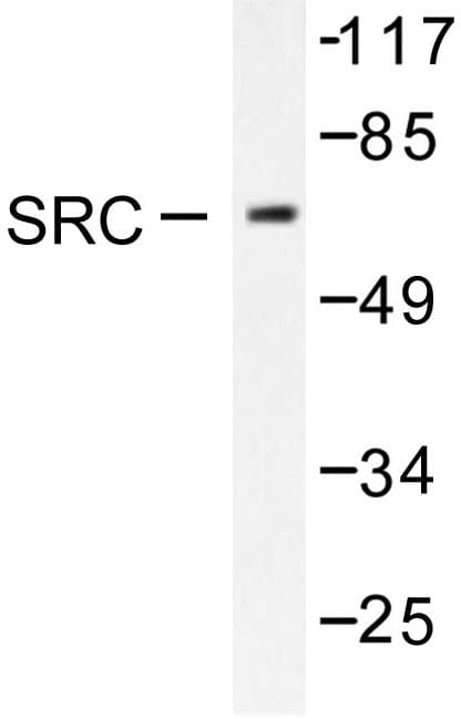 SRC Antibody (Leu412)