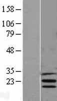 INSIG1 Protein (Over-Expression Lysate Myc-DDK (Flag))